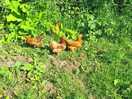 Free roaming chickens!!