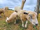 Sheep and alpaca