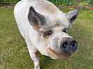 This little piggy came right next to us to say good morning