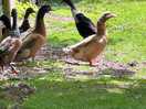 More ducks
