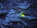Glow worm
