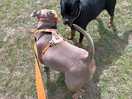 Rockos new friend