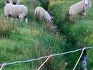 Bleeding sheep