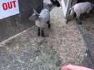 Lambs