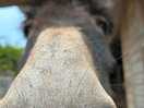 Curious donkey