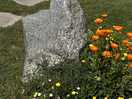 Calendula at the barrier