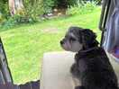 Hiccup enjoying his pitch view 😊