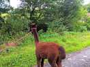 Alpaca