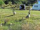 Geese and caravan
