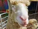 Sheep