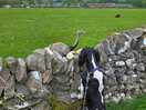 Dog loves it