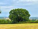 Old oak