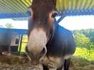 Friendly donkeys! loved the kids!