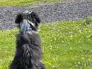 Bunny watching