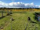 Dog walk