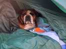 Morning campers! canine luxury at affordable prices