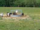 Goats and sheep next to pitches