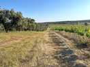 Walk along the olive grove into the village