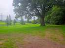 Dog walking area