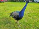 We loved the free roaming peacocks