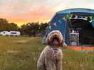 Dog loving tent life