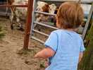 Cows