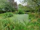 Peaceful pond area.