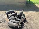 Little piglets