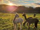 Alpacas at sunset