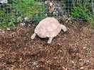 Onsite tortoise