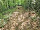 Woodland walks