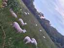 Local sheep