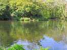 The river