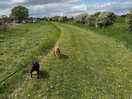 Part of the dog walking area near the river