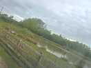 Large pond