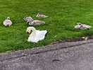 Swans at the local park