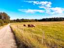 Alpacas and walk to the camels