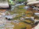 Stream