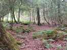 Woodland area