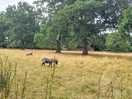 Sheeps on site.