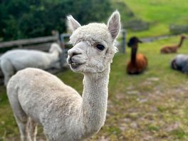 Friendly alpaca
