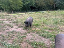 Pigs on site