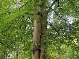2 trees hugging on the forest walk