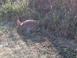 Excellent wildlife