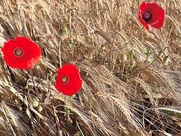 Walk across fields.
