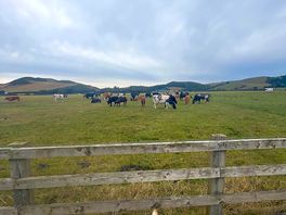 Farm animals