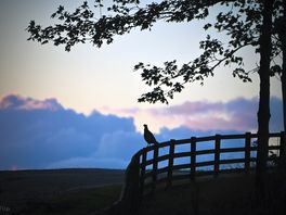One of the local pheasants calling in the evening.