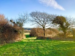 Bottom of orchard field