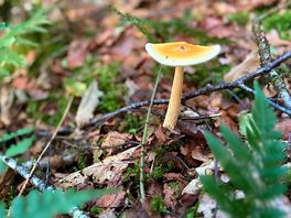Woodland walk