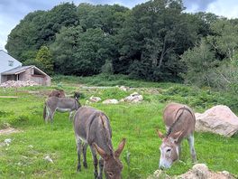 Donkeys!!